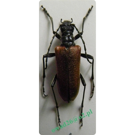 Anisorus quercus (Götz, 1783) [= Stenocorus quercus (Götz, 1783)] female Łucznik dębowiec